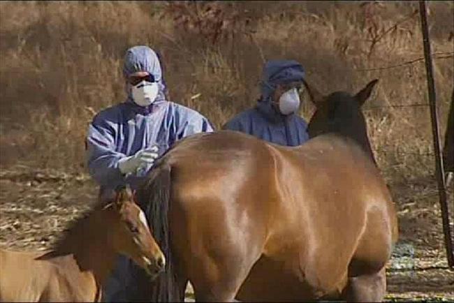 DEADLY VIRUS: A vaccine to protect horses against the hendra virus should be available by Christmas.