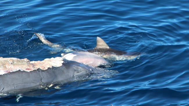 A tiger shark feasts on a baby whale carcass 4km off the Gold Coast Seaway. Picture: Supplied.