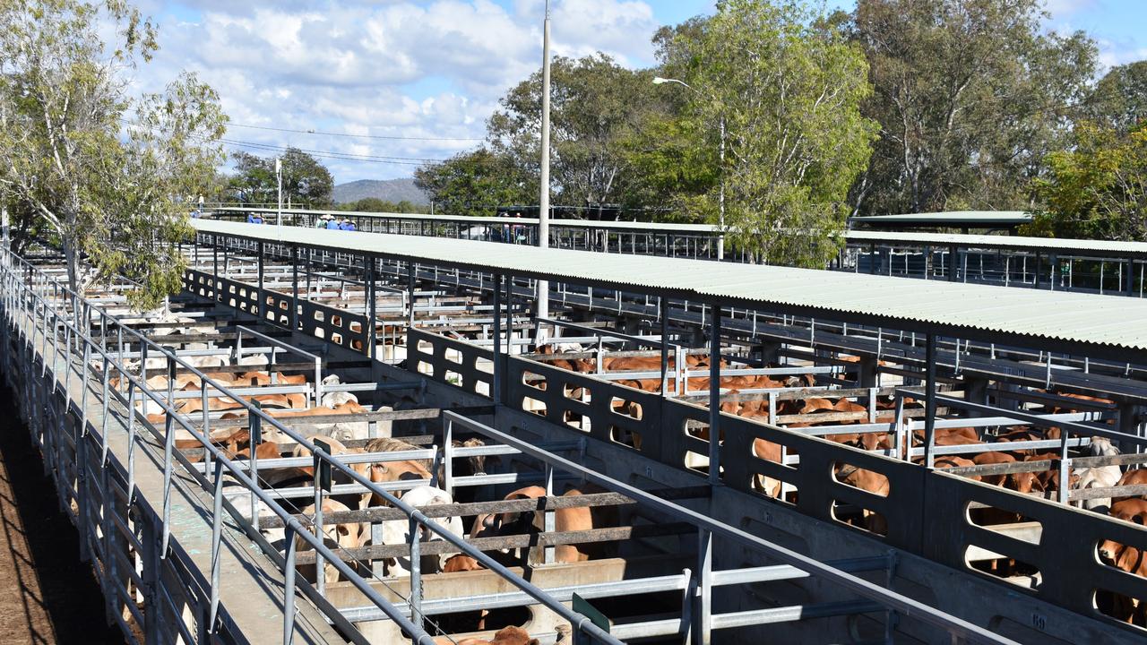 Cattle in the selling pens at CQLX Gracemere.