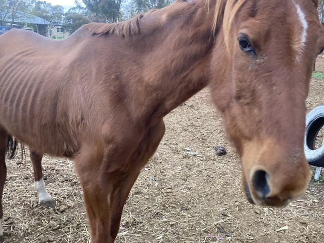 Horses seized by an RSPCA inspector from a property at Copeville in the Murraylands. A woman has been fined and sentenced over their ill treatment. Picture: RSPCA SA