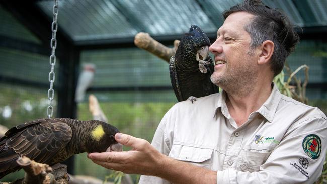 Cleland Wildlife Park Keeper John Della with Sammy the endangered Red-tailed black cockatoo inside the Cockatoo Avery. Cleland offers a daily Cockatoo Experience at Cleland Wildlife Park. Picture: Emma Brasier