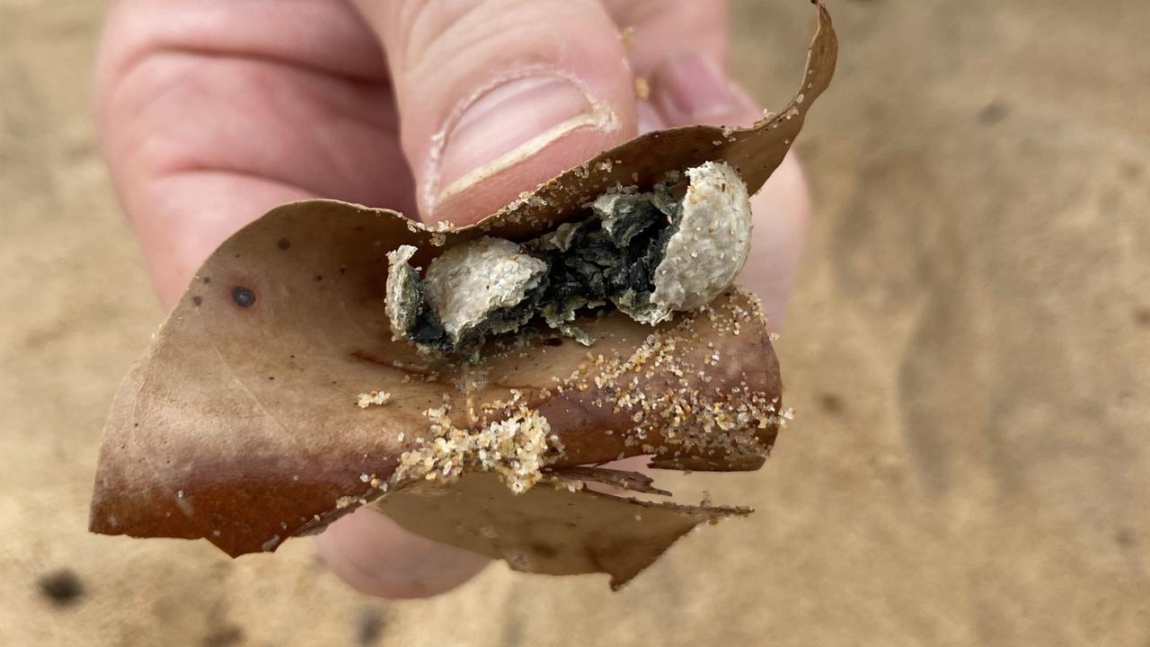 Nine Sydney beaches closed after return of mysterious grey balls