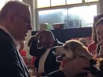 albo patting snappy dog pic