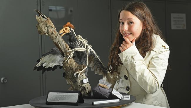 Phoebe spent 400 hours on the Anchiornis huxleyi project. Picture: Tom Huntley