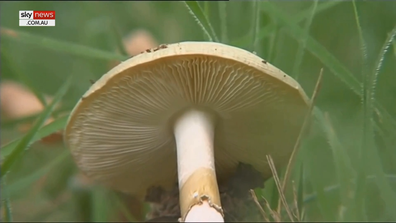 Three dead after eating toxic mushrooms in Gippsland