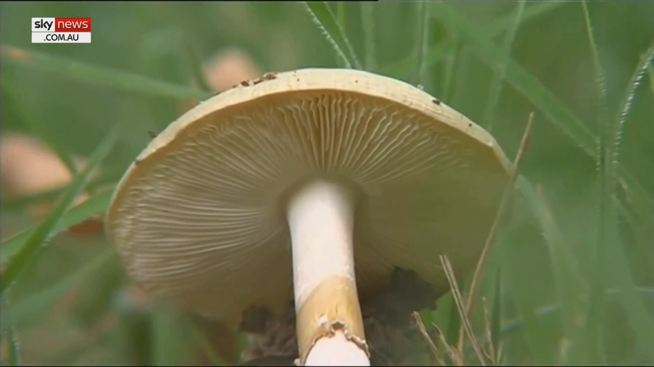 Mushroom poisoning case: Food dehydrator tested in Leongatha