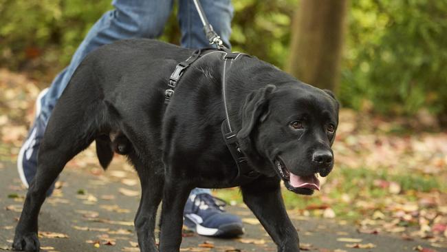 Million Paws Walk at Adelaide Botanic Gardens. Picture: Matt Loxton