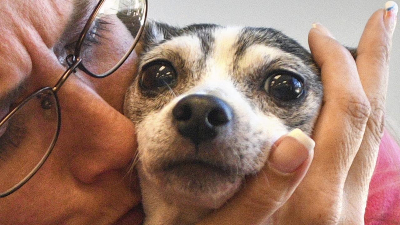 Katheryn Strang is reunited with her toy fox terrier 