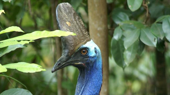 Featuring a blue neck, black feathers, red wattles and a distinctive casque, or helmet, the southern cassowary cuts a striking figure in the wild. Photo credit Liz Gallie