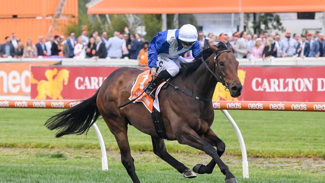 Headline horse Alligator Blood could make his racing comeback in a Group 1 race at the end of the Sydney autumn carnival. Picture: Racing Photos via Getty Images.