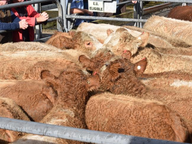 Charolais heifers, Mount Gambier store cattle sale. Generic saleyard