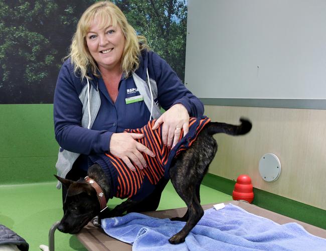 RSPCA Rouse Hill manager Julie Wood said they get attached to the animals. Picture: Peter Kelly