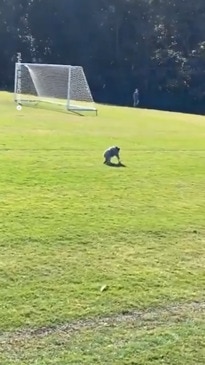 Koala on a soccer field