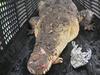 Authorities to relocate 3.9m crocodile found in Barron River