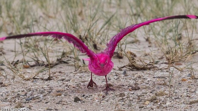 A seagull covered in fire retardant near Edithburgh. Picture: Jim George