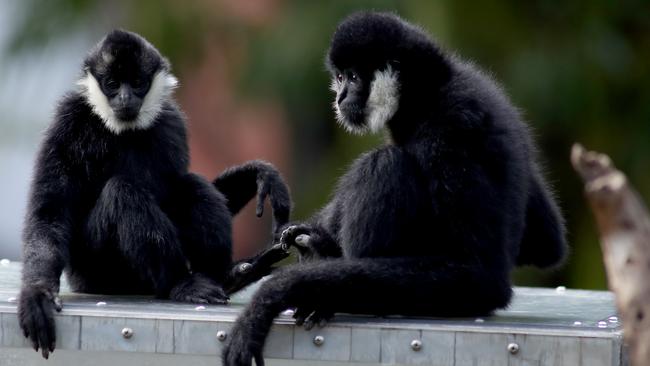 White Cheeked Gibbons at the Adelaide Zoo in Adelaide. (AAP Image/Kelly Barnes)