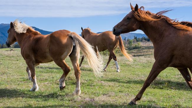 Horse-riding at Oasyhotel in Tuscany. Picture: supplied.