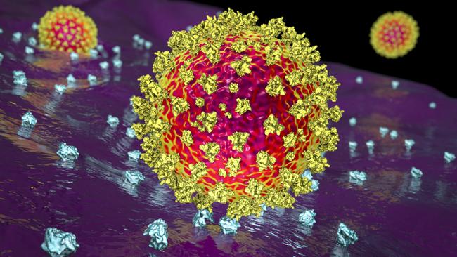 The spike proteins of coronaviruses, such as this depiction of the SARS-CoV-2 virus, have been studied for decades.