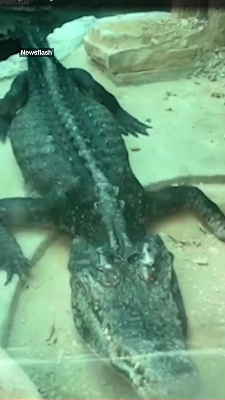 Gruesome sight of crocodile at Chinese zoo