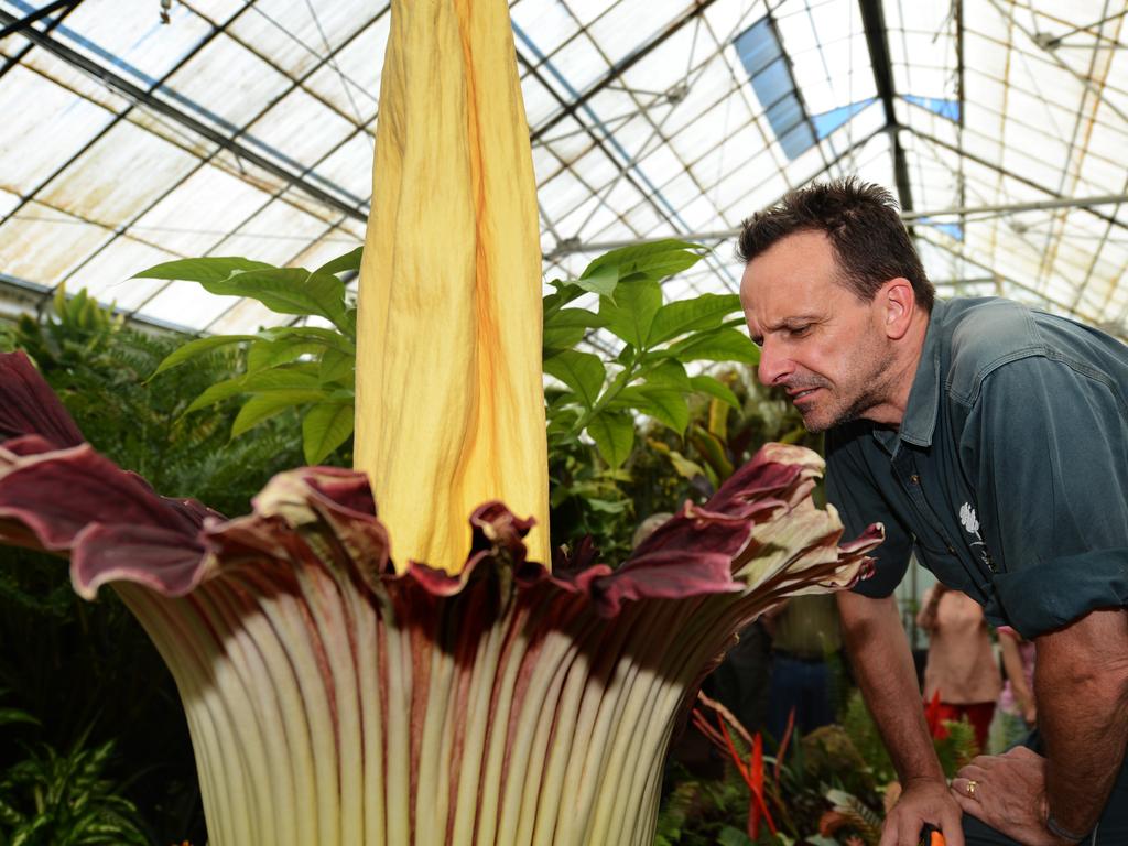 The Titan Arum — or Corpse Flower at Botanical Gardens Nursery co-ordinator David Robbins