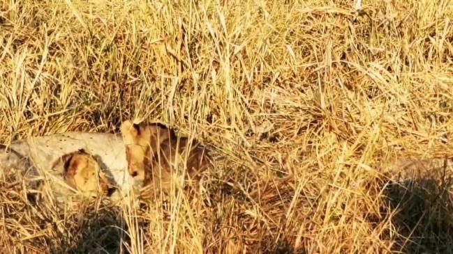 Lions hunt on South Africa game reserve