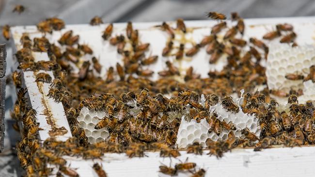 Mark Massingham has 50,000 bees. Picture: Jerad Williams