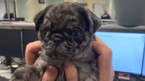 Rusty the eight-week-old pug was rescued after a police raid in Toowoomba on Christmas. Credit: QPSMedia