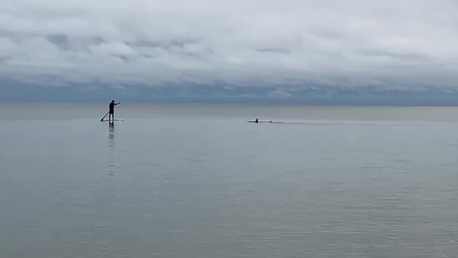 A shark spotted swimming at Torquay Beach.