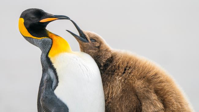 Levi Fitze, of Switzerland, took this king penguin shot in the Falkland Islands and claimed silver in the Comedy Bird category. “I was struck by how their behaviour sometimes resembles that of humans. This juvenile constantly begged until the annoyed adult walked away,” he said. Picture: Levi Fitze / Bird Photographer of the Year