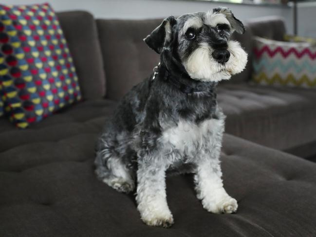 Miniature schnauzer Angus will be subject to strict by-laws. Picture: Rohan Kelly