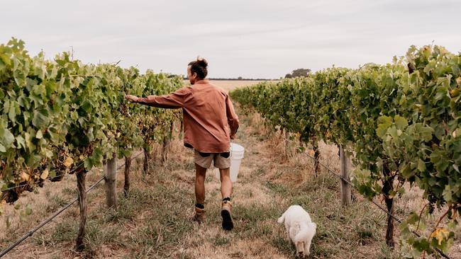 Travis in the vines at Winchelsea.