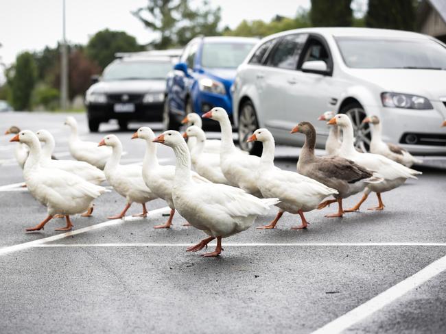 The geese have been at Riddells Creek for about 25 years. Picture: Nicole Cleary