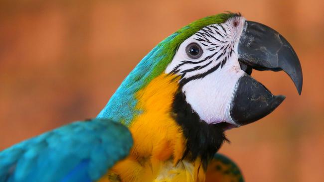 Macaws will be featured at the Sanctuary.