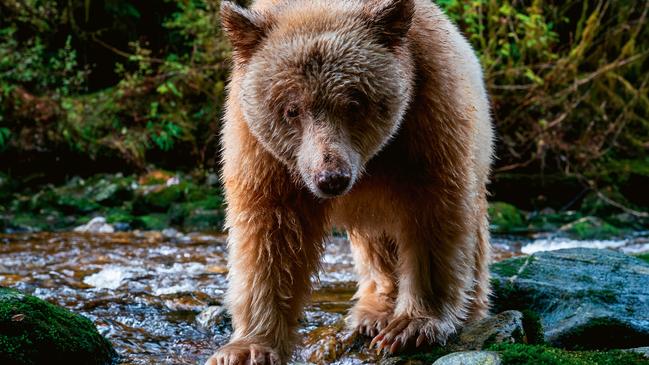 Grizzly bear sightings in British Columbia.