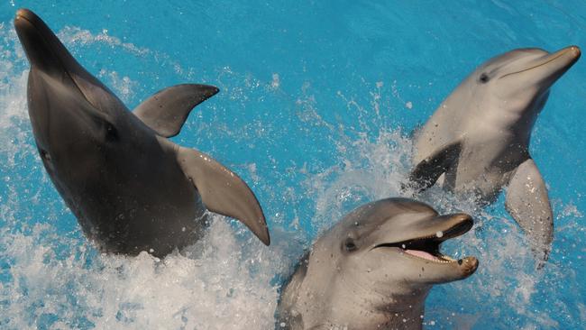 Love is in the air at the Dolphin Marine Conservation Park.