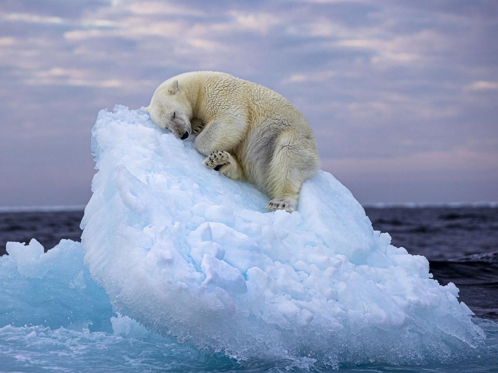 This image of a polar bear sneaking a snooze on a difting iceberg in Norway has just won this year’s Wildlife Photographer of the Year People’s Choice Award. Picture: Nima Sarikhani/Wildlife Photographer of the Year