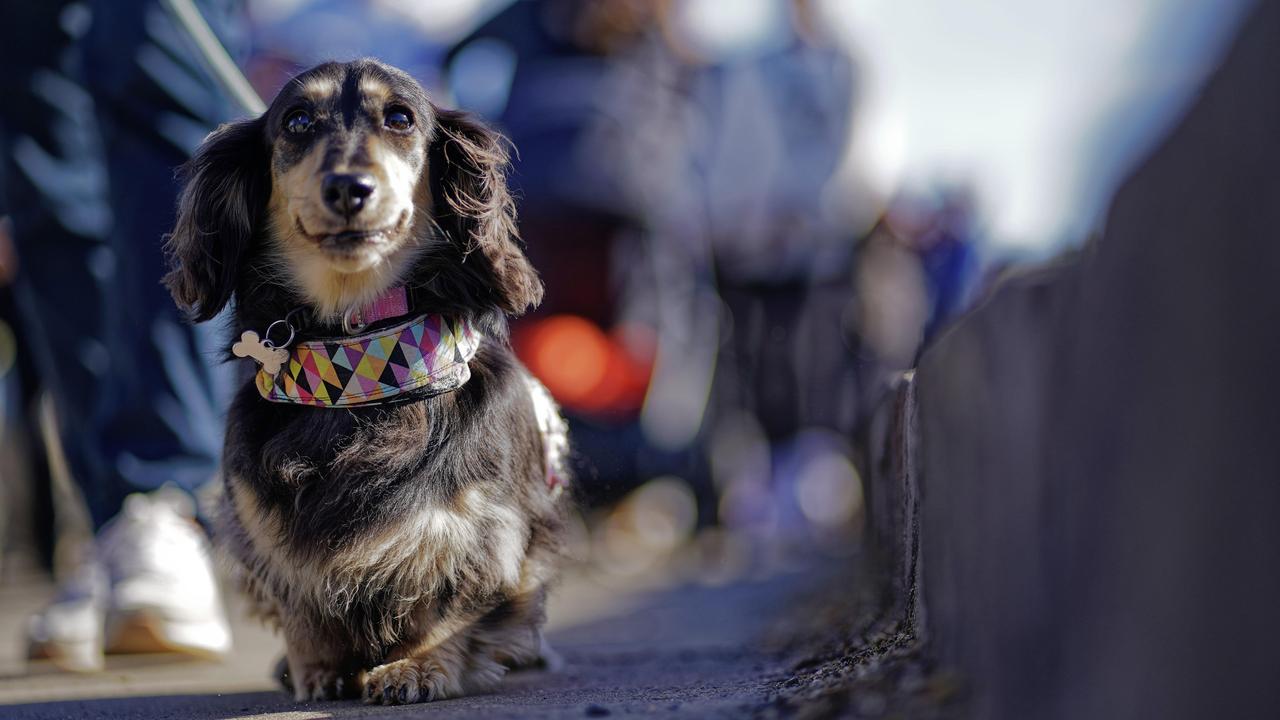 One of the dachshunds taking part in the Guinness World Record for the Largest Dog Walk by a single breed. Picture: NCA NewsWire