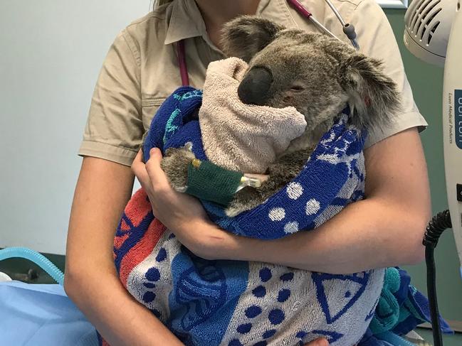 Vets at the Currumbina Wildlife Hospital treat Diggle the koala after he was hit by a car in Bonogin two days ago. Picture: Lea Emery