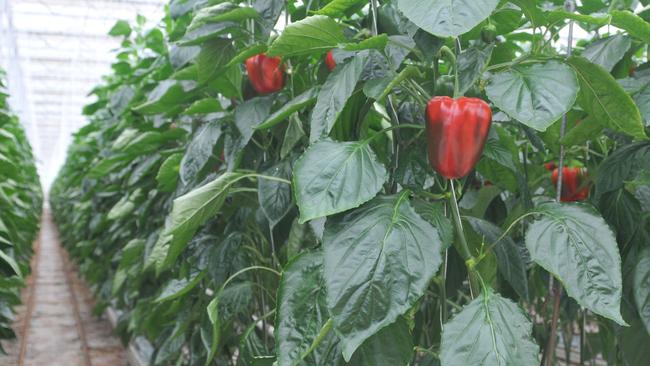 Taste sensation: Capsicums being grown at Flavorite at Warragul.