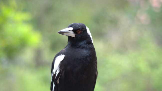 Residents are encouraged to be careful as the dreaded swooping season begins. 