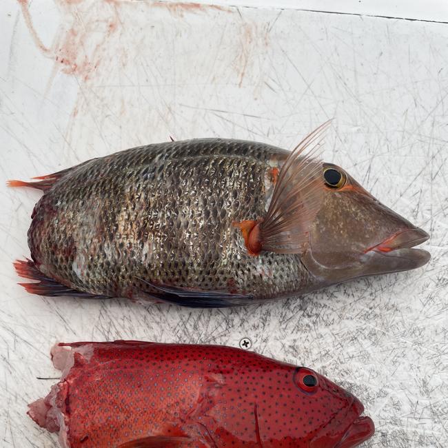 A Red Throat Emperor and Coral Trout that had been sharked during a research stint. Photo Jaeden Vardon.