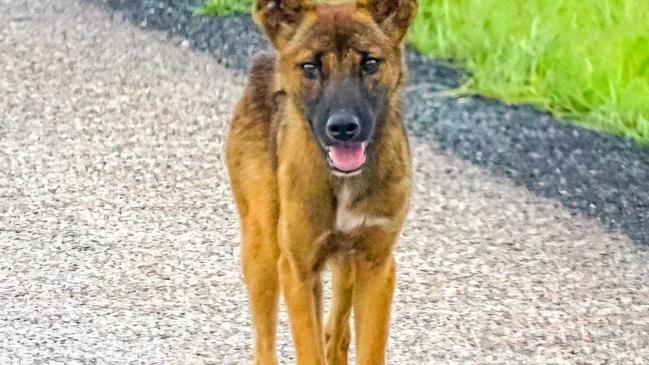 PROWL: A wild dog that was spotted in the Whitsunday region earlier in the year. Picture: Collette Dunn