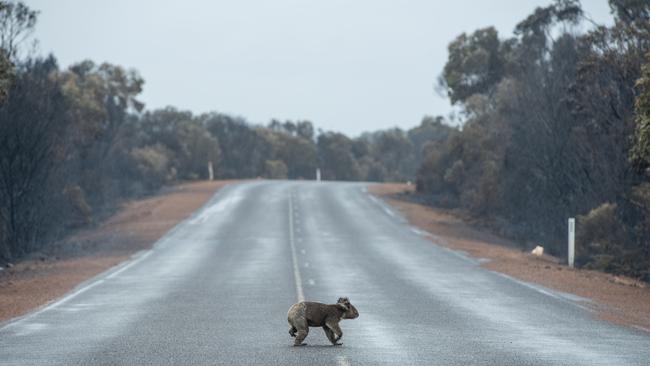 A koala crosses the road near Vivonne Bay. Picture: Brad Fleet