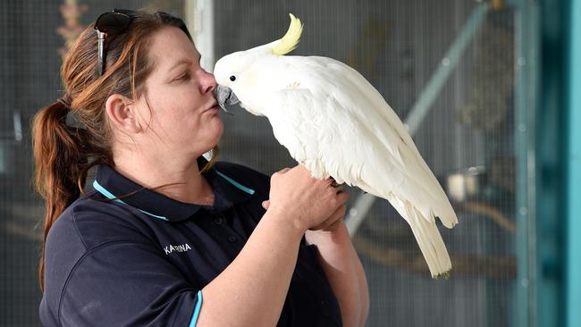 Katrina Neocli with Jacko the cockatoo. Picture: David Smith.