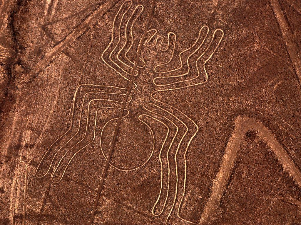 Nazca spider