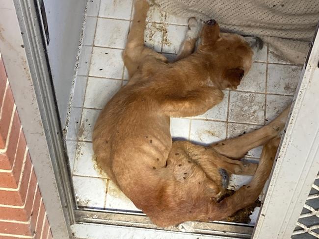 RSPCA officers who seized Big Boy described the scene as 