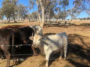 GREENER PASTURES: A Tamworth farmer is hoping to send her cattle to Tweed in a bid to save her farm. Picture: Contributed