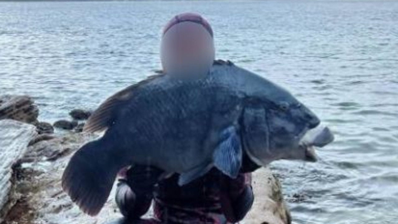 Spearfisherman could have been fined up to $22,000 for killing blue groper in Sydney's south. Picture: Supplied