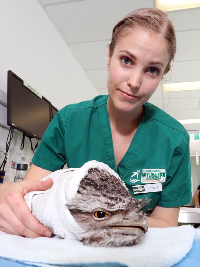 Photo of vet nurse Stephanie Pilgrim with an injured Tawny Frog Mouth. Photo by Richard Gosling