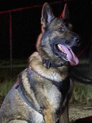 'Muttley' the police dog tracked down Adam Mitchell when he tried to flee police into bushland, following a high speed pursuit which started when he dodged an RBT at Kurri Kurri. Picture: NSW Police